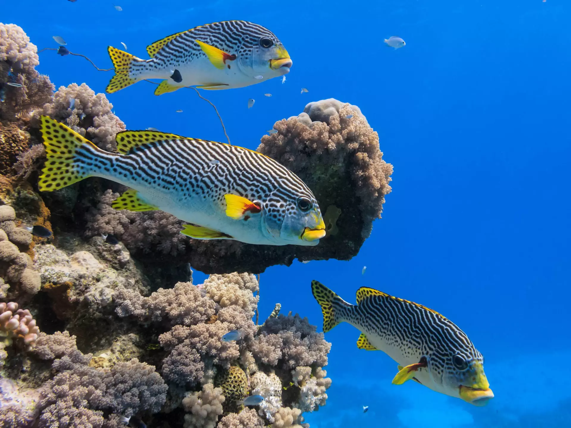 Diagonal banded sweetlips fish swimming near coral at Agincourt Reef © Carl Chapman / Alamy Stock Photo