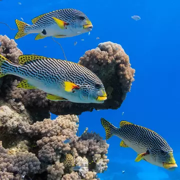 Diagonal banded sweetlips fish swimming near coral at Agincourt Reef © Carl Chapman / Alamy Stock Photo