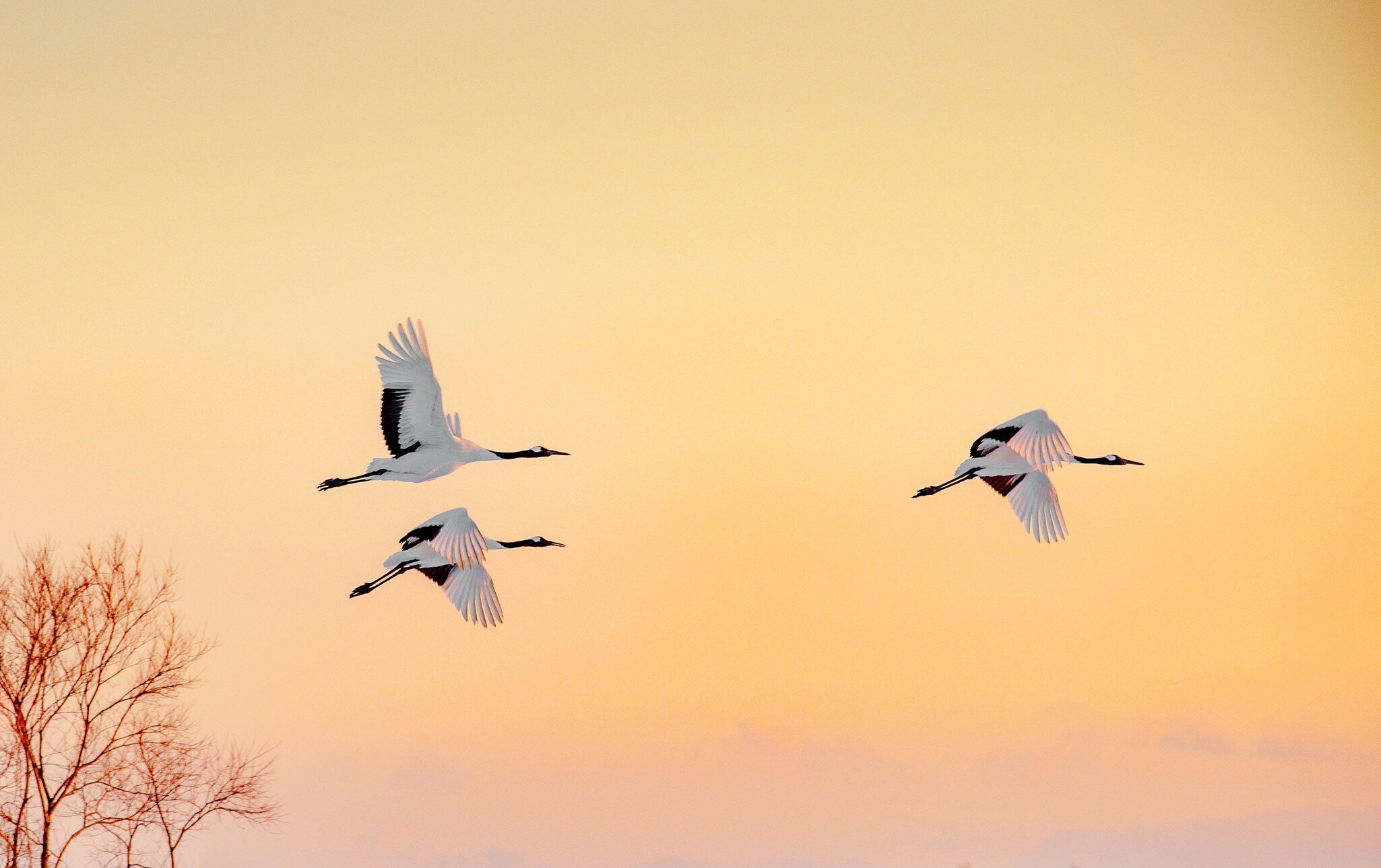 Red-crowned cranes in Hokkaidō, Japan. Pichit Tongma/Shutterstock