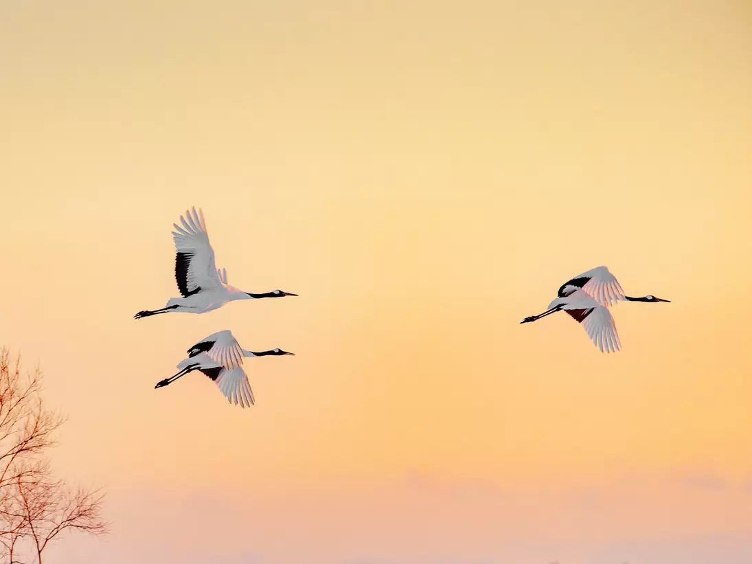 Red-crowned cranes in Hokkaidō, Japan. Pichit Tongma/Shutterstock