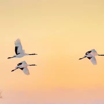 Red-crowned cranes in Hokkaidō, Japan. Pichit Tongma/Shutterstock