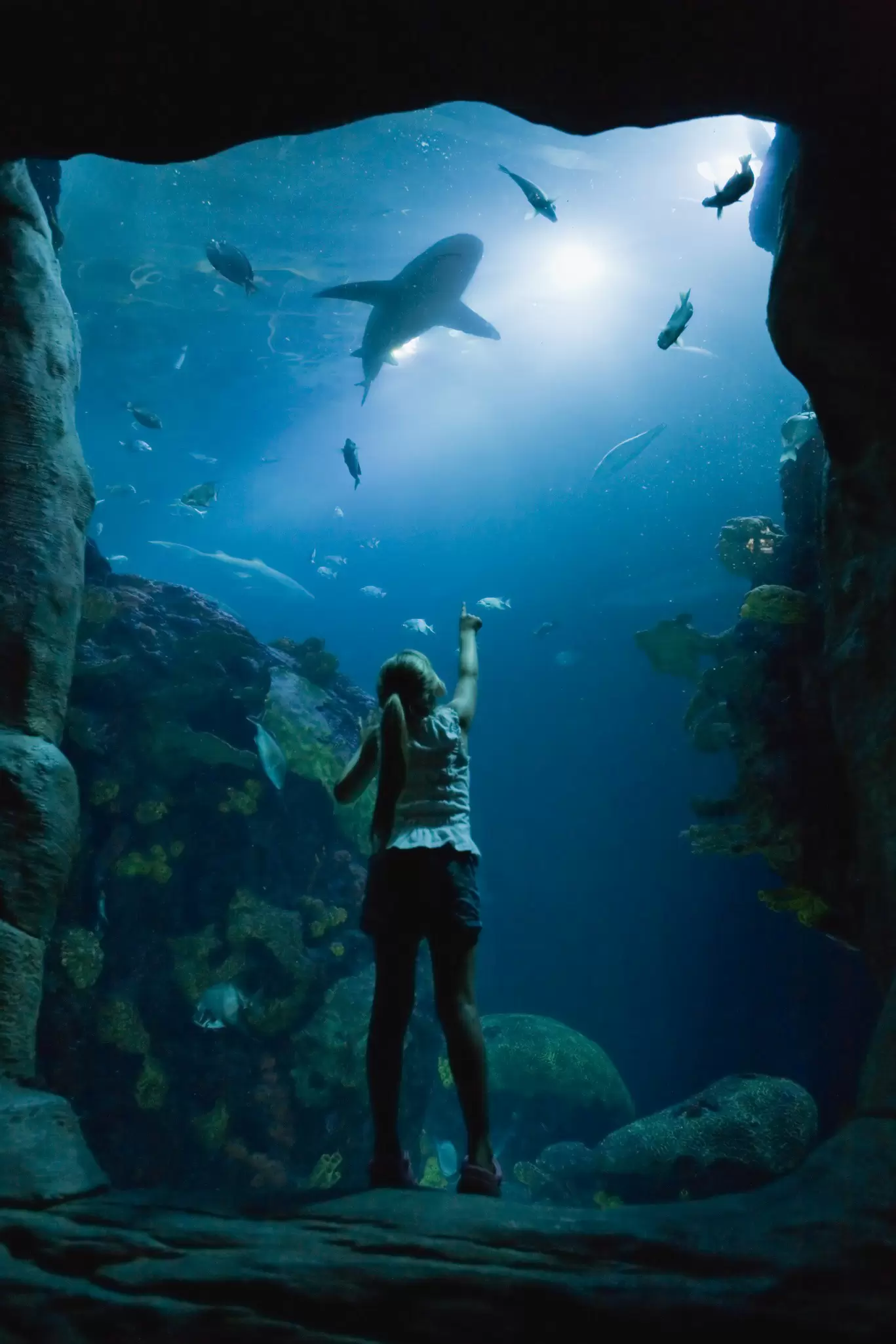 A child in silhouette looking into a huge tank in an aquarium with a shark-like shadow above