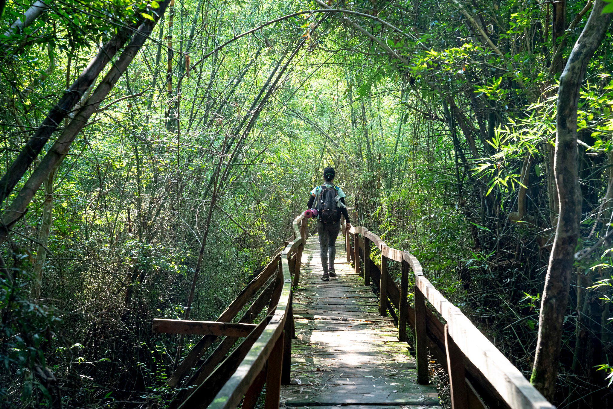 Nam Cat Tien National Park, Dong Nai Province, Vietnam, August 18, 2019: Panoramic image female visitors relaxing on wooden bridge at misty tropical rain forest in Nam Cat Tien nature reserve.