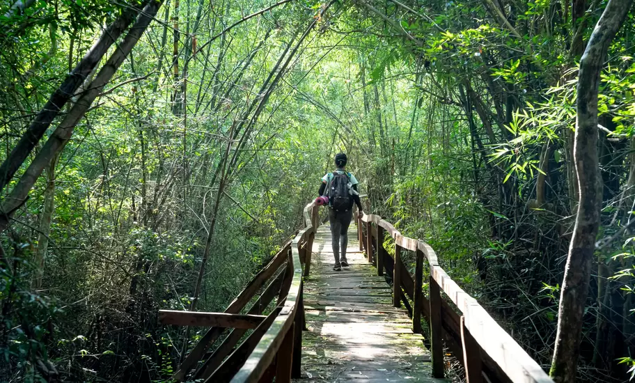 Hiker with a backpack walks a wooden boardwalk through bamboo forest, like the trails of Cat Tien National Park, Vietnam