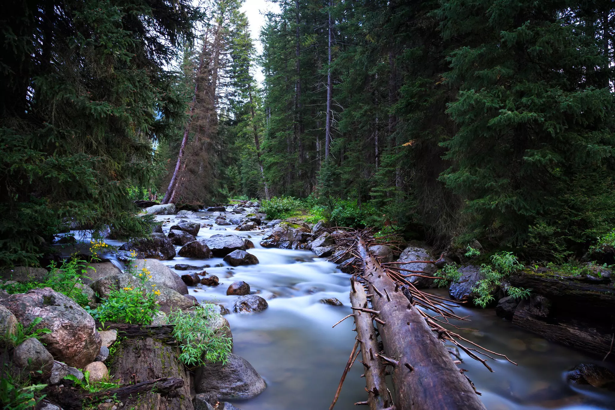 Badger Creek, near Mt Hood, is quintessential Oregon and at its best in early spring. Kevin Cass / Shutterstock