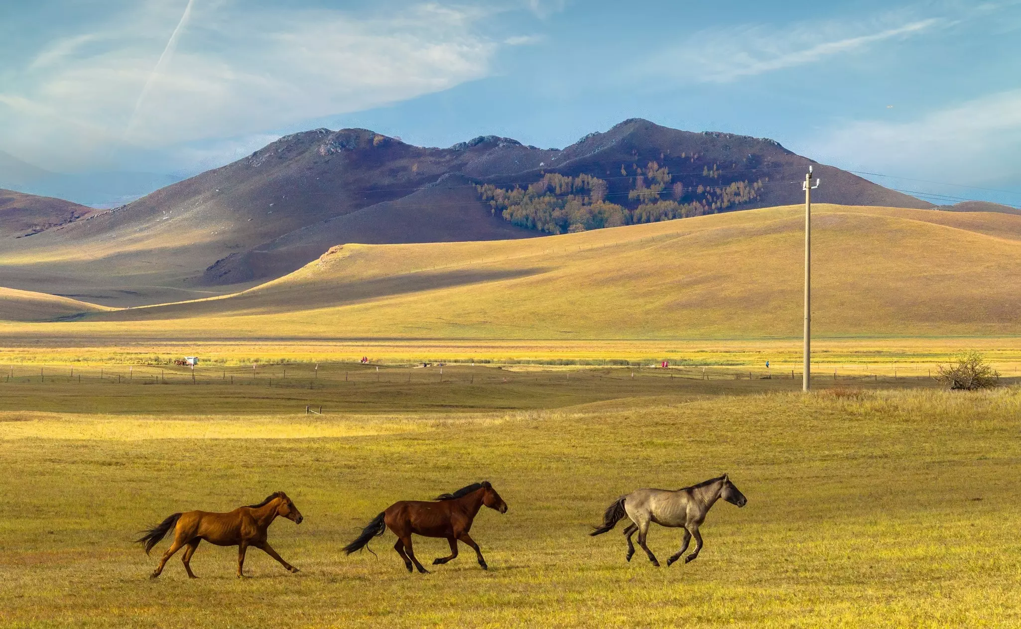 Horses in the Assy Plateau, near Almaty, Kazakhstan