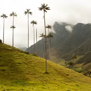 Very tall, thin palm trees along a grassy green slope, with mist-covered forested mountains in the background.