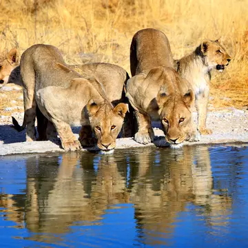 Pride of lions drinking from a waterhole in Etosha national park with early evening sunlight and lovely reflection in the water