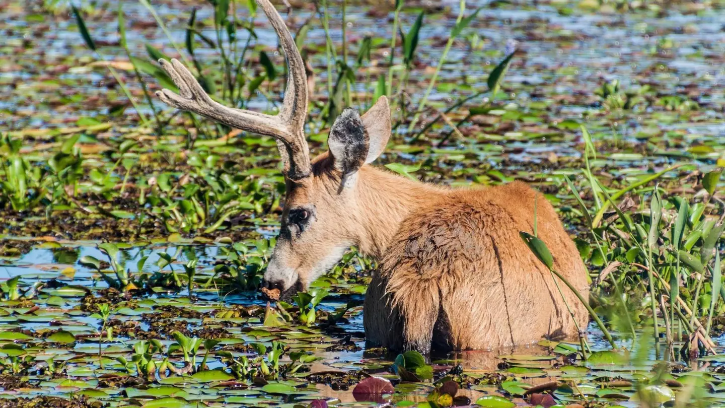 A Marsh Deer (Blastocerus dichotomus) wading in the water in Esteros del Ibera
