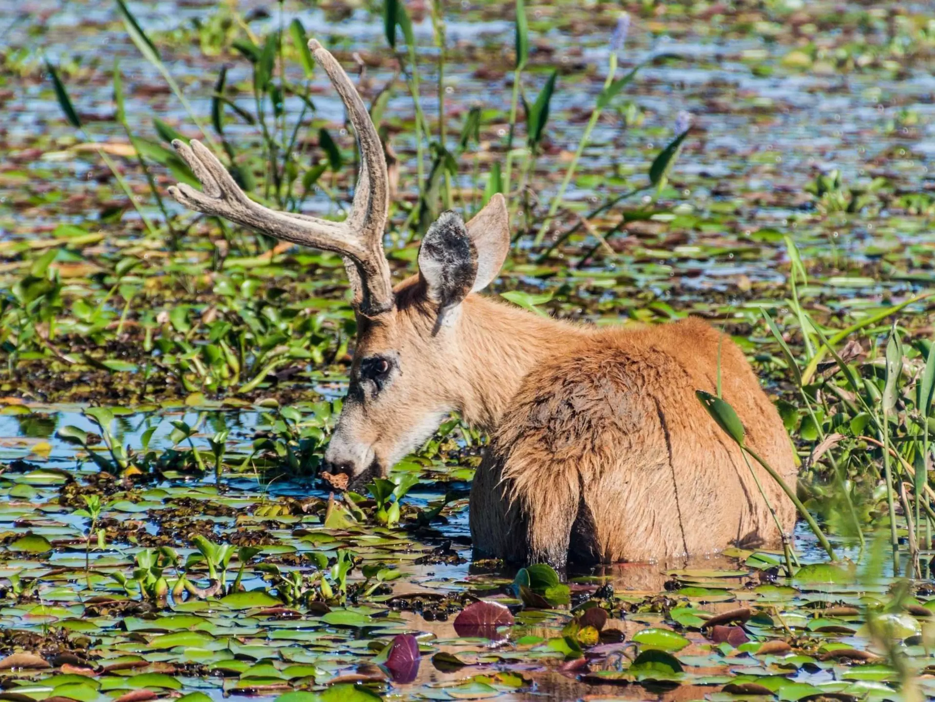 A Marsh Deer (Blastocerus dichotomus) wading in the water in Esteros del Ibera