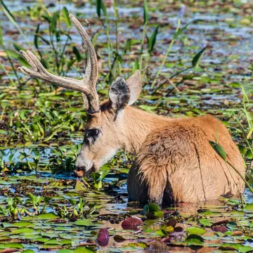 A Marsh Deer (Blastocerus dichotomus) wading in the water in Esteros del Ibera