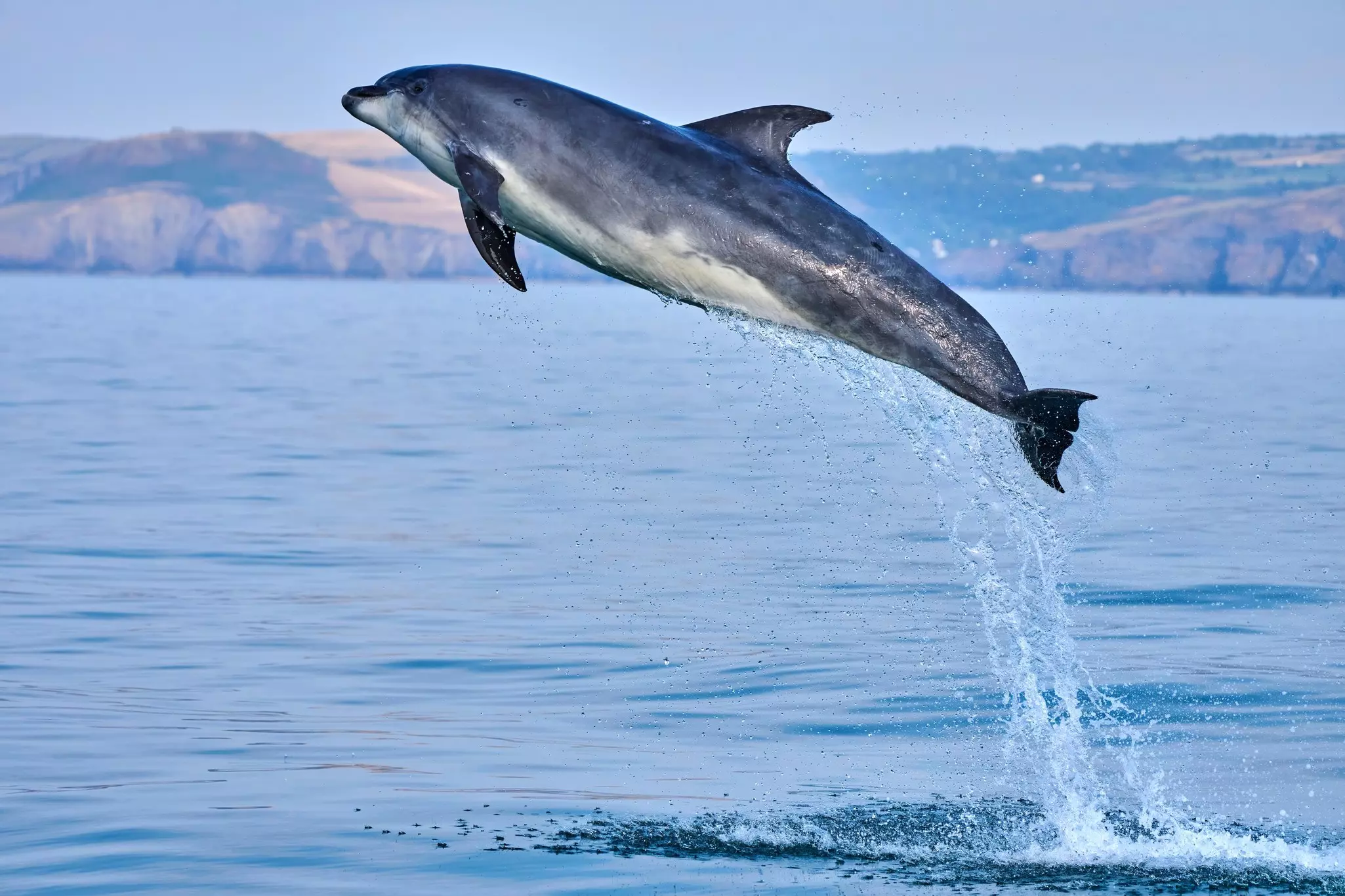 Bottlenose dolphin jumping high from the waters of Cardigan Bay, Wales.