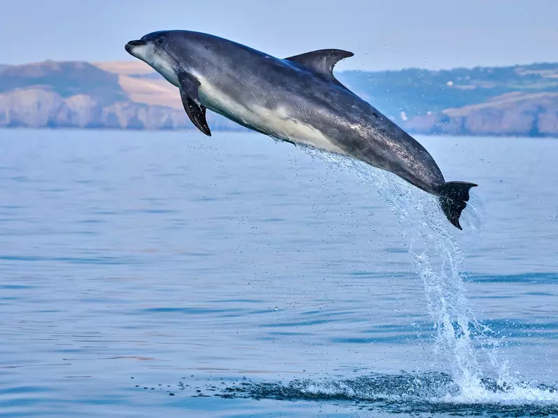 A bottlenose dolphin jumps high from the ocean with cliffs in the distance.