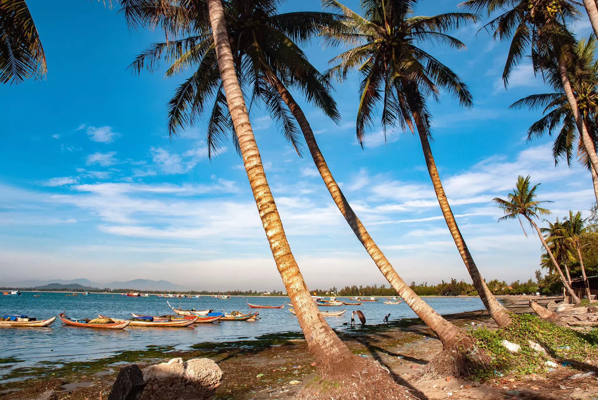 Palm trees lean out over the shore where fishing boats are moored.