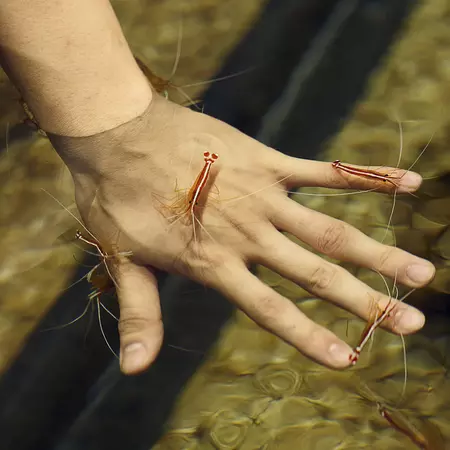 Cleaner Shrimp. Courtesy of Singapore Oceanarium.