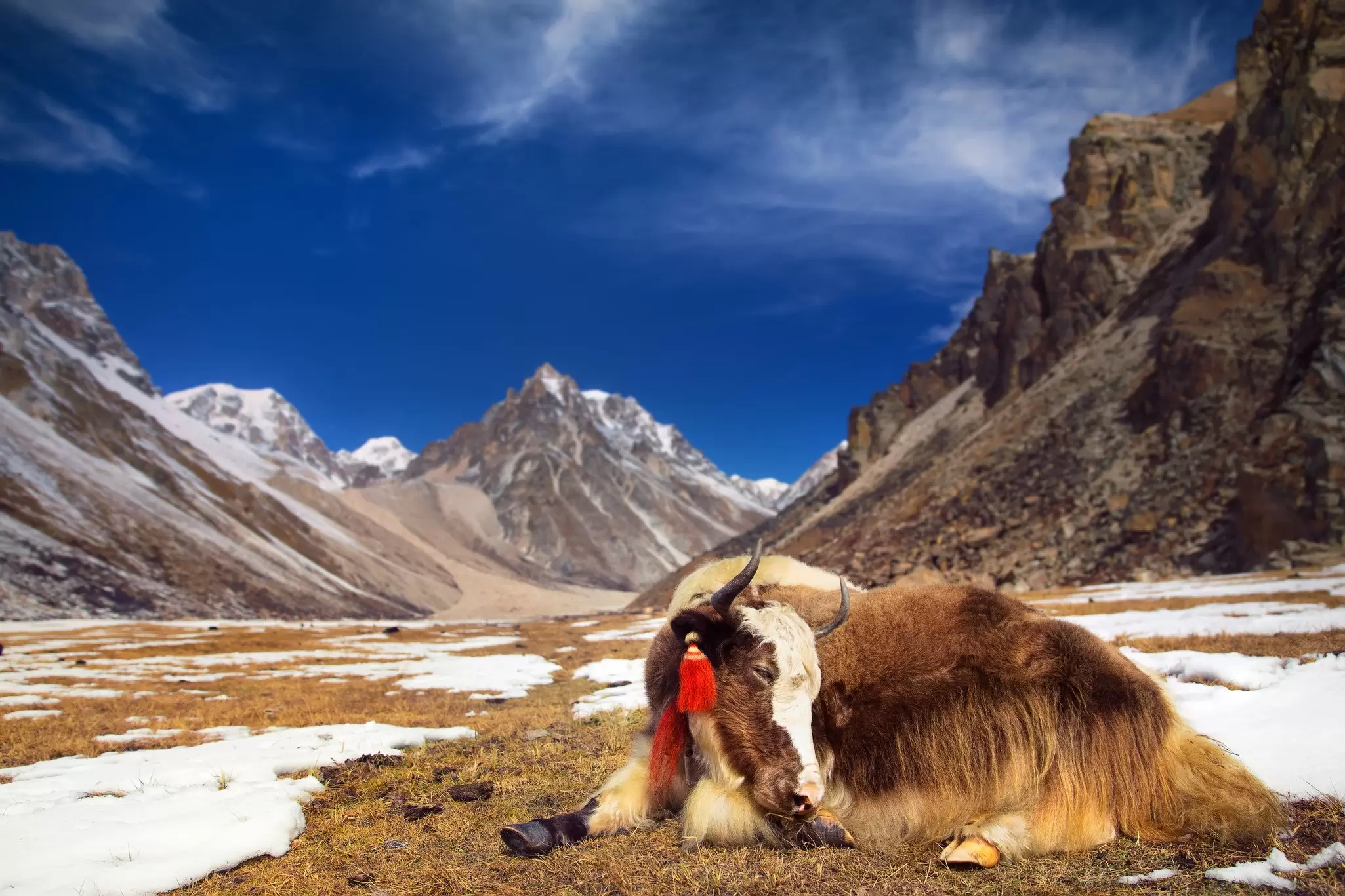 You may see more yaks than people on a mountain trek in Bhutan. jankovoy / Getty Images