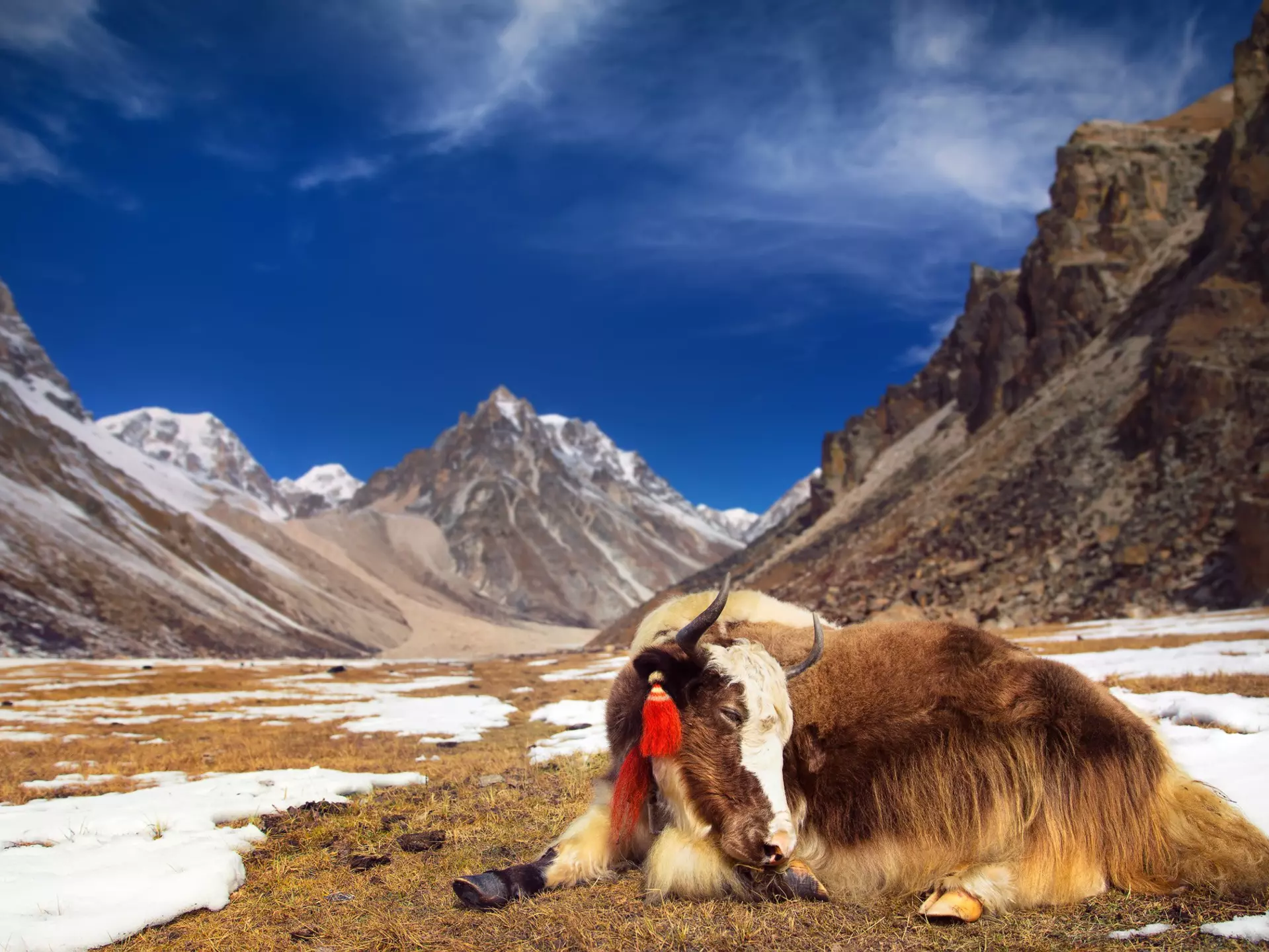 You may see more yaks than people on a mountain trek in Bhutan. jankovoy / Getty Images