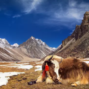 You may see more yaks than people on a mountain trek in Bhutan. jankovoy / Getty Images