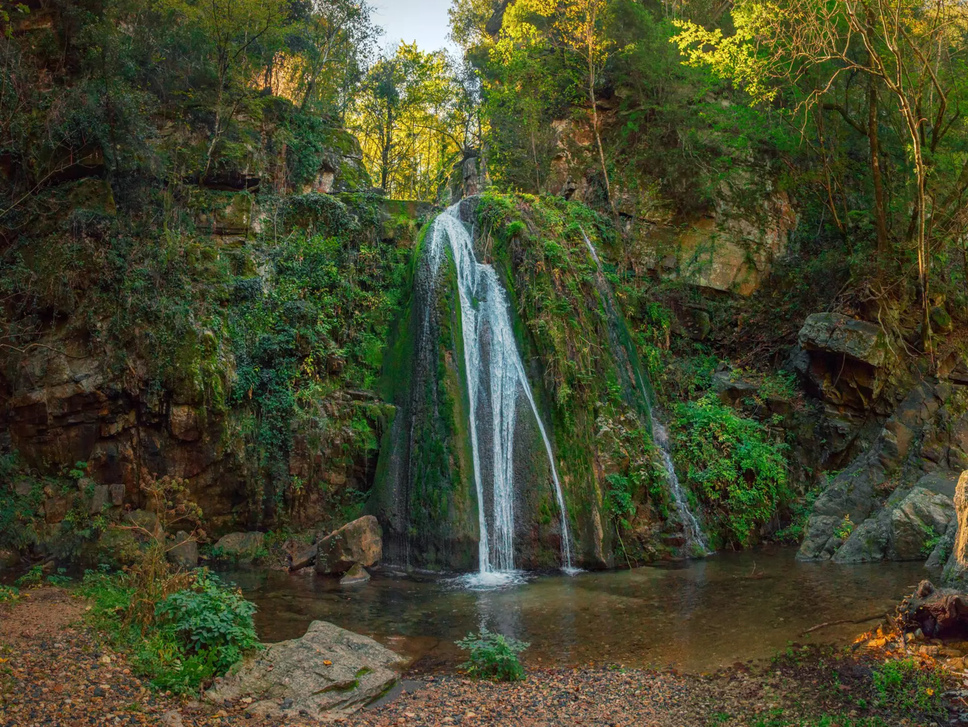 A waterfall collects in a small pool in a dense forest.