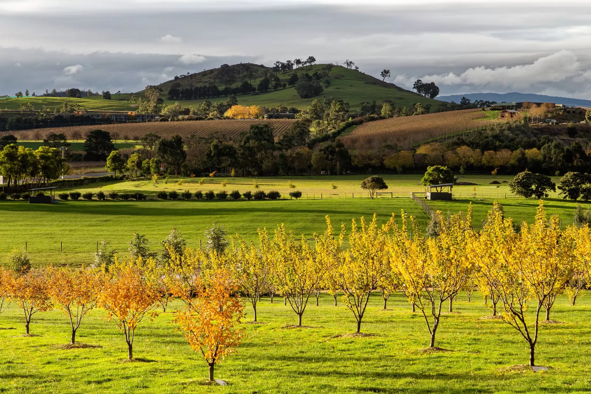 A sunlit vineyard with green grass and yellow leaves on bushes.