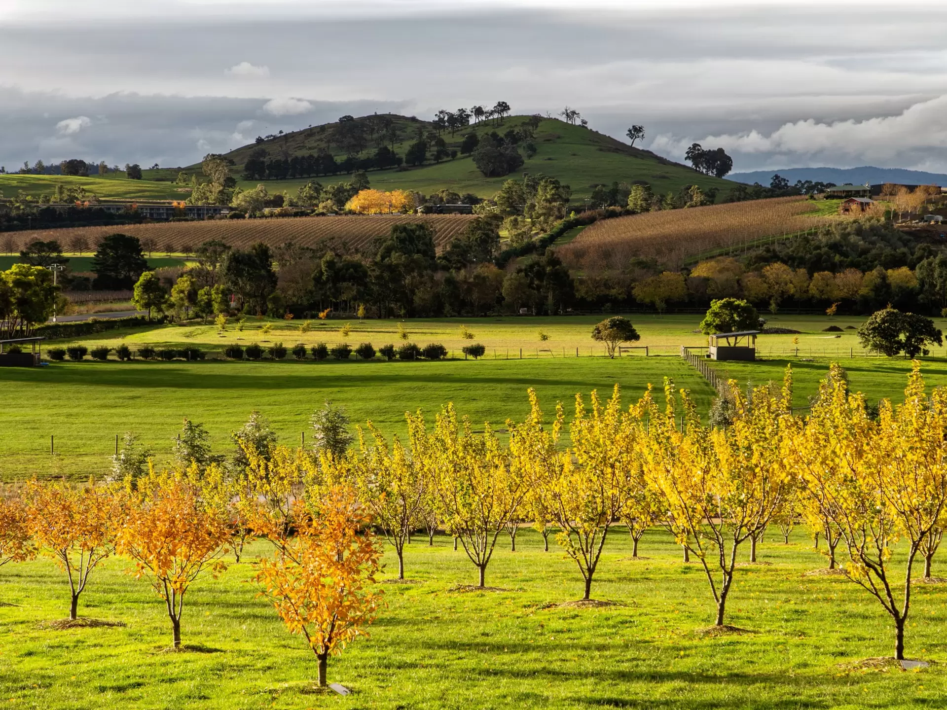 A sunlit vineyard with green grass and yellow leaves on bushes.