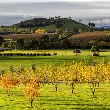 A sunlit vineyard with green grass and yellow leaves on bushes.
