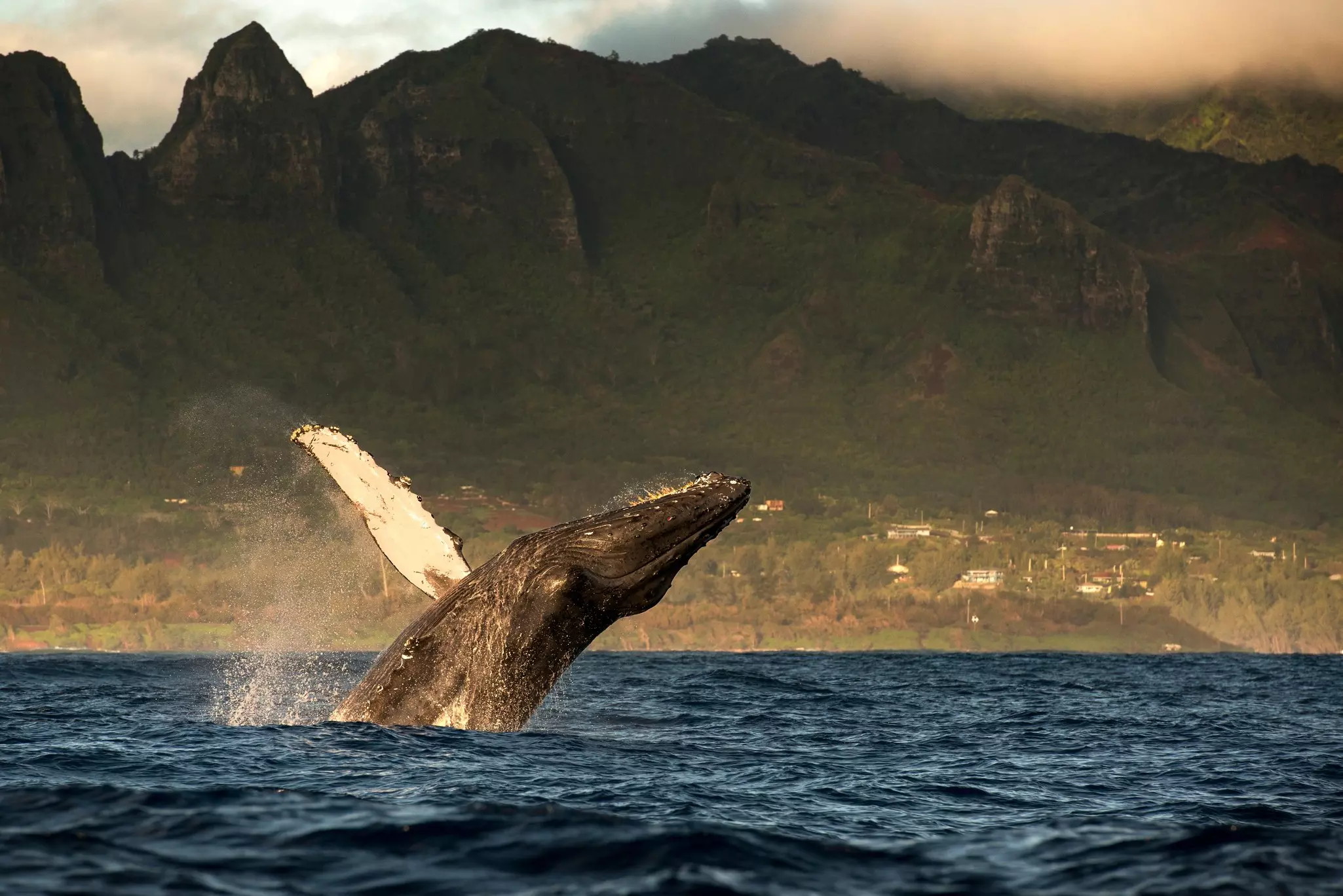 Humpback whale jumping out of water off Kauaʻi island in the Hawaiian islands.