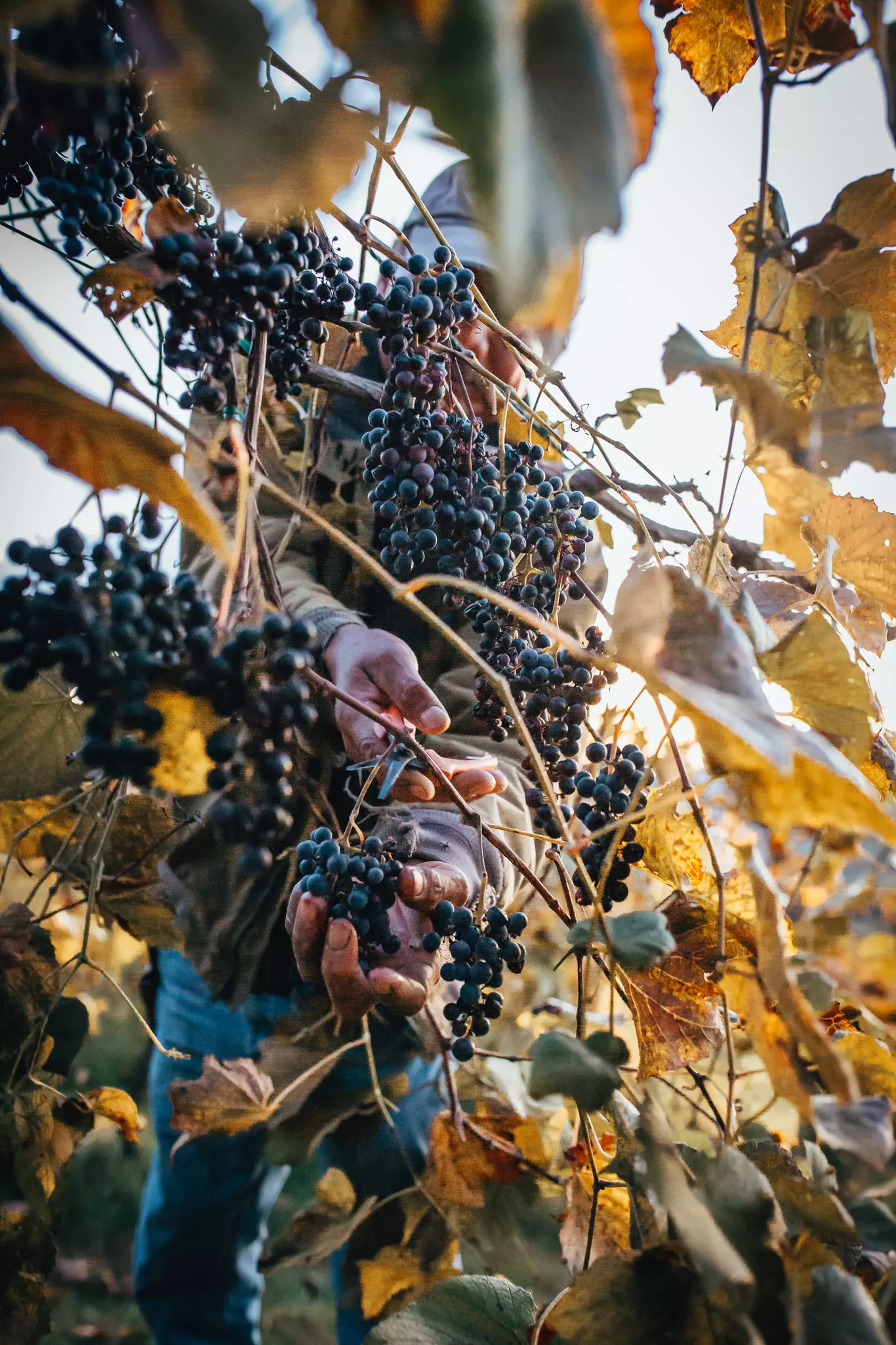 Peak harvest season at Bluemont Vineyards, as a member of their production crew, harvests from their Norton Vines. Photograph: Bluemont Vineyards.