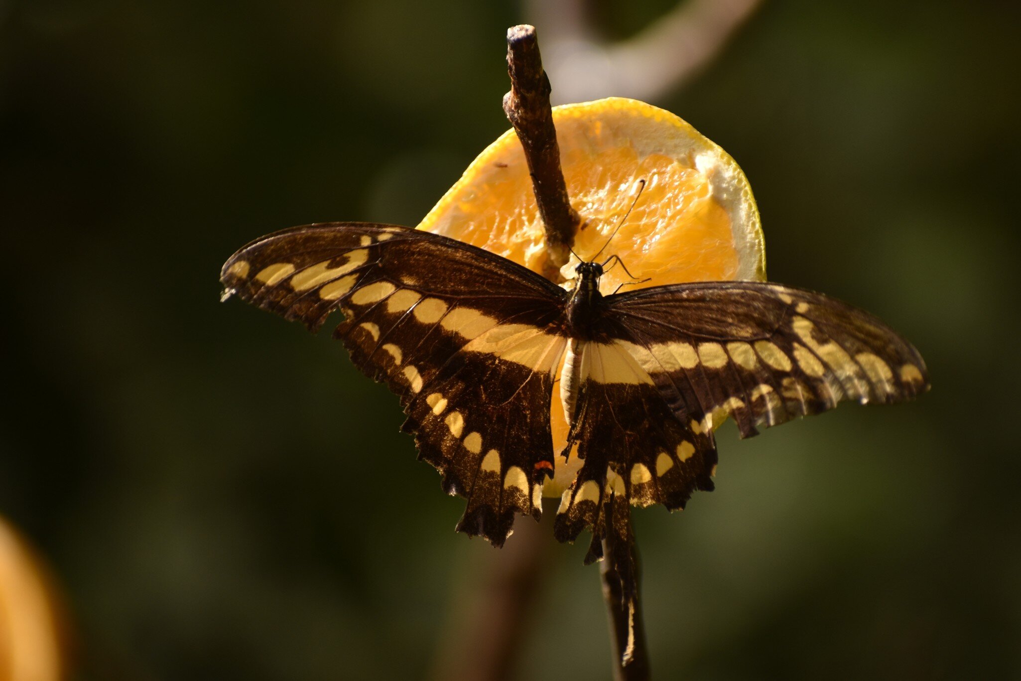 Yellow butterfly in Güirá Oga, Misiones, Argentina.