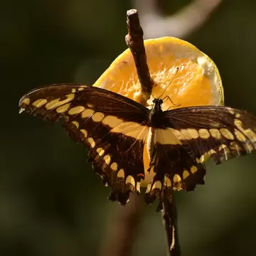 Yellow butterfly in Güirá Oga, Misiones, Argentina.