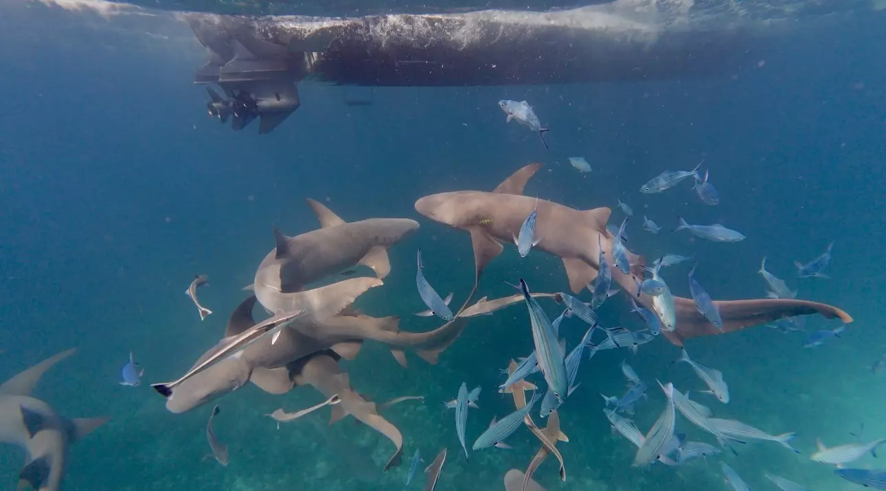 A flurry of small turquoise fish and beige fish swimming together underwater