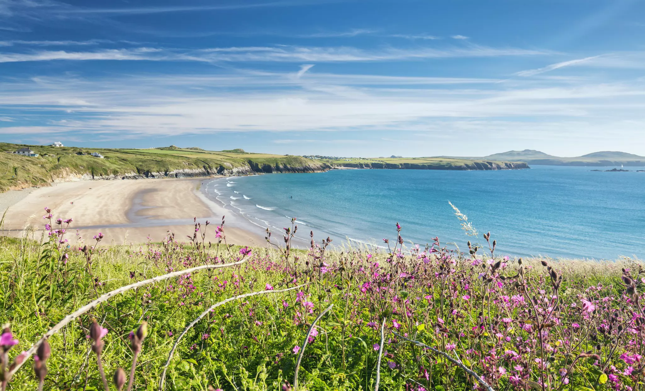 Wildflowers on the clifftops above a large sandy cove.
