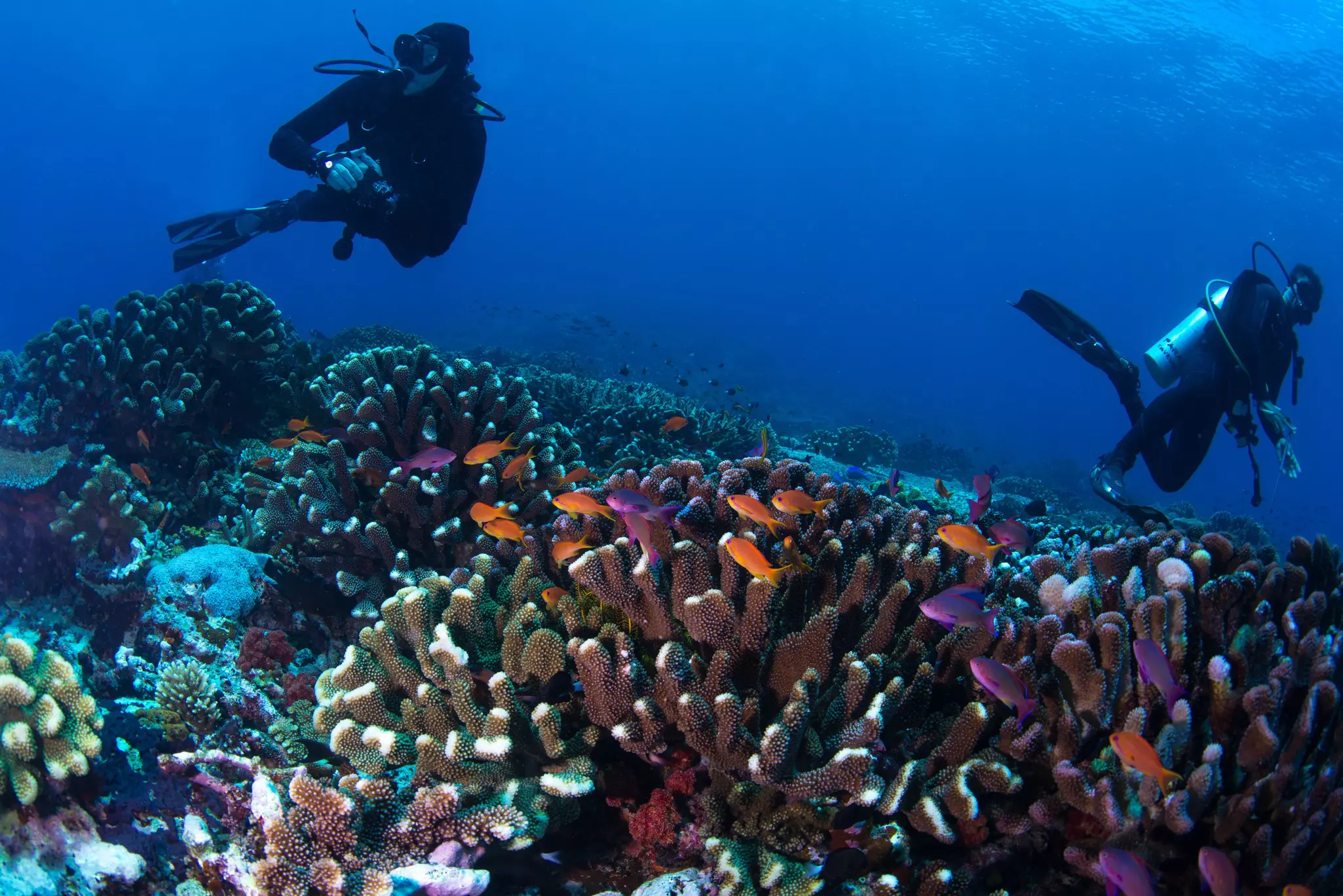 Divers exploring the coral heads of Fiji's Rainbow Reef, with purple and orange fish and other colorful sea life