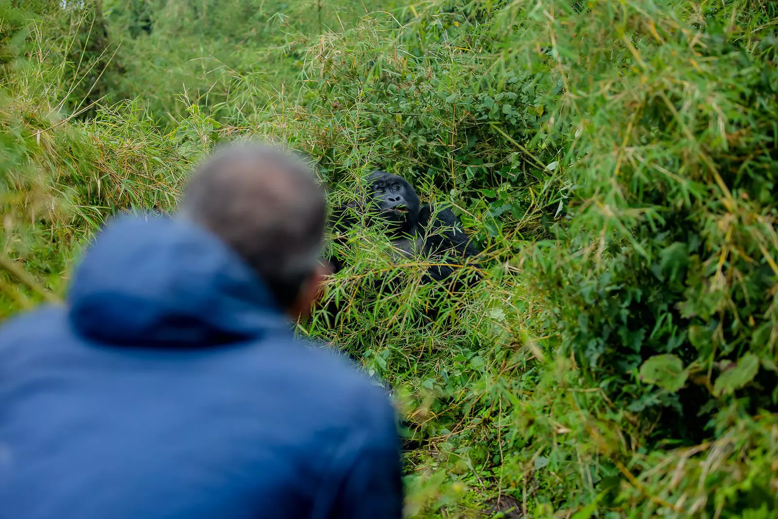 An up-close encounter with gorillas is the highlight of a trip to Africa for many visitors © Courtesy of Visit Rwanda