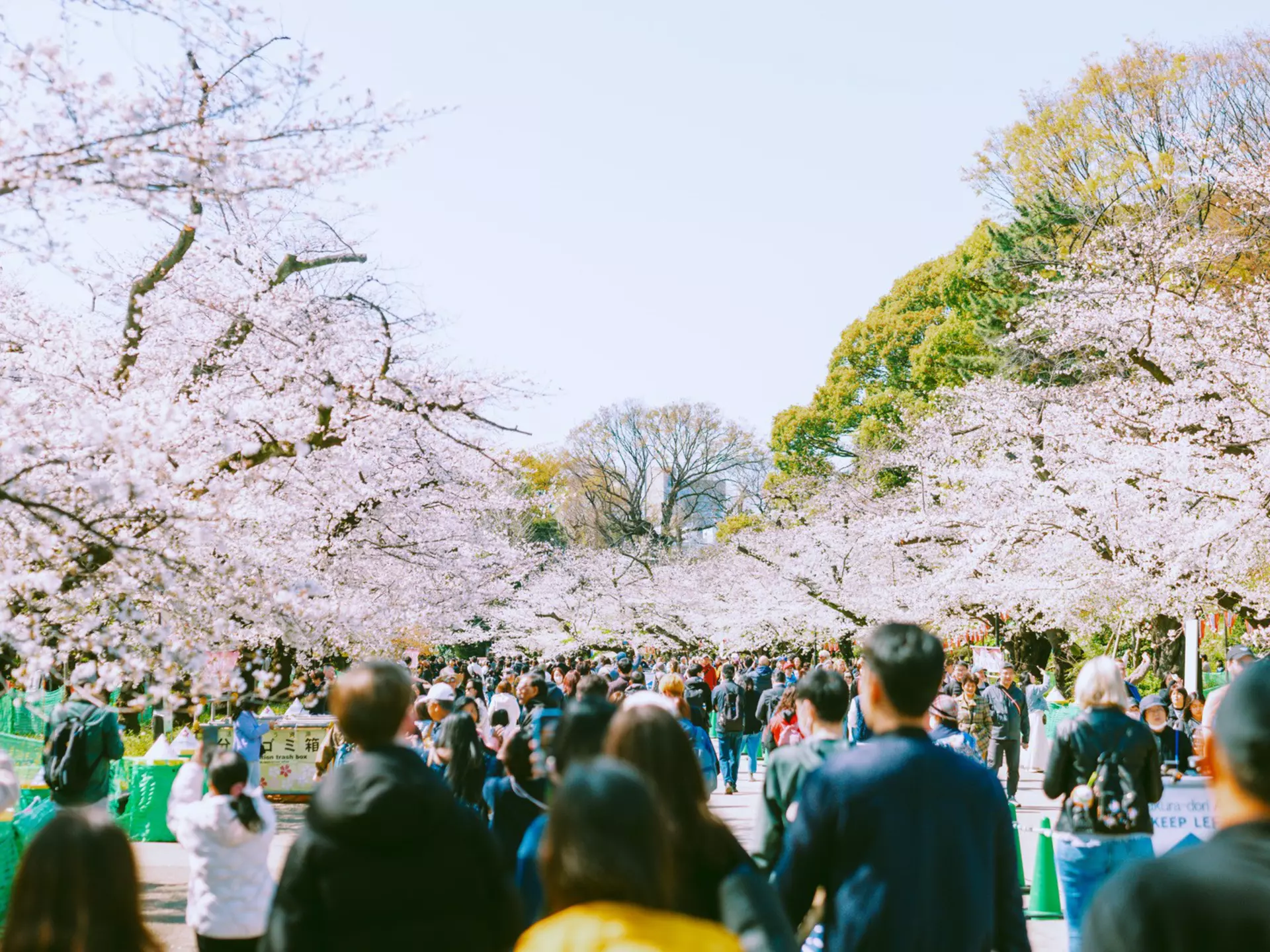 People watch pink cherry blossoms in bloom in a busy city park in Tokyo, Japan