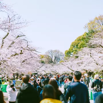People watch pink cherry blossoms in bloom in a busy city park in Tokyo, Japan