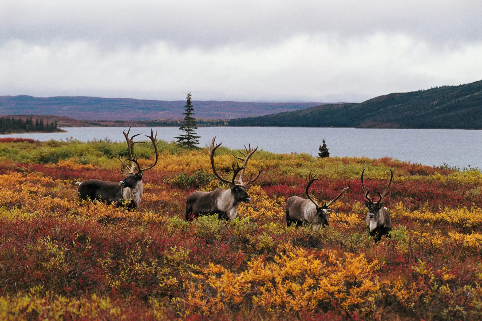 Four large horned four-legged deer-like creatures stand in undergrowth near a lake.