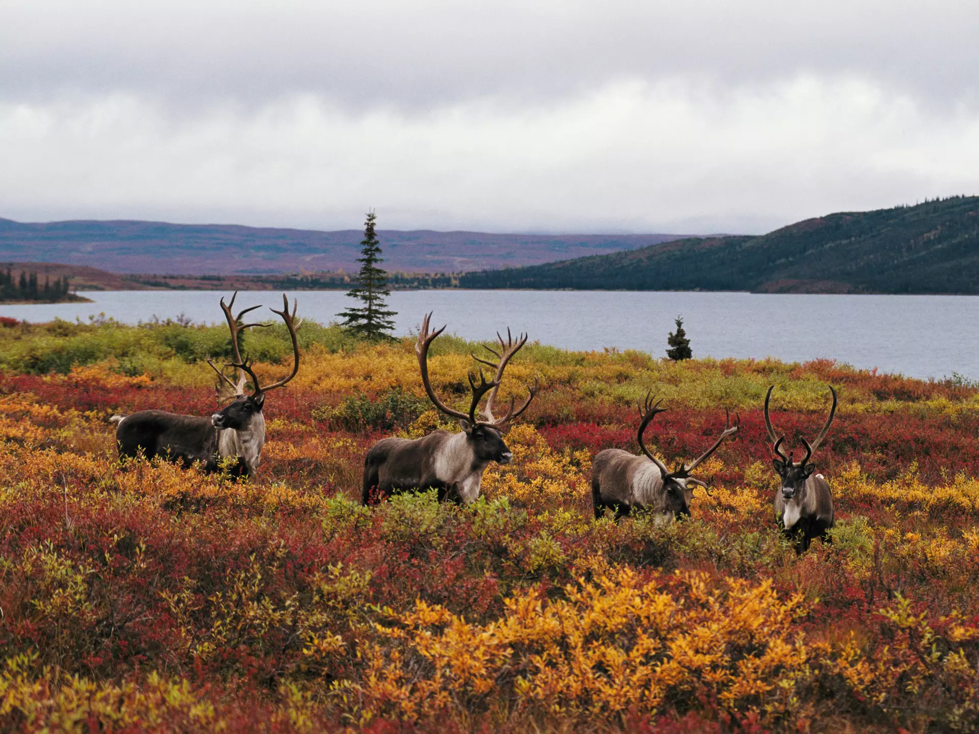 Four large horned four-legged deer-like creatures stand in undergrowth near a lake.