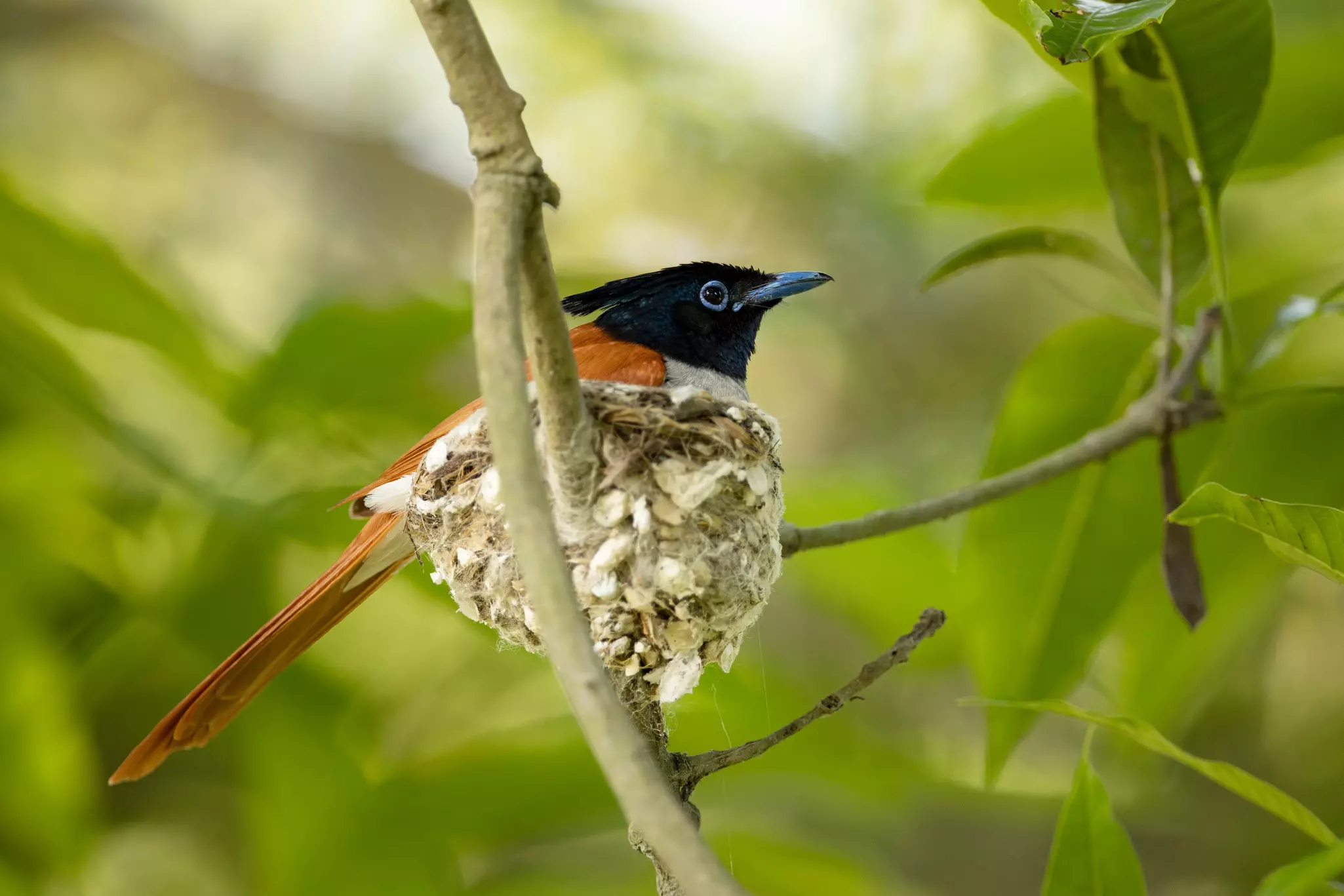 A bird with brown-and-white feathers on its breast, black head feathers and brown tail feathers sits on a branch in a forest.