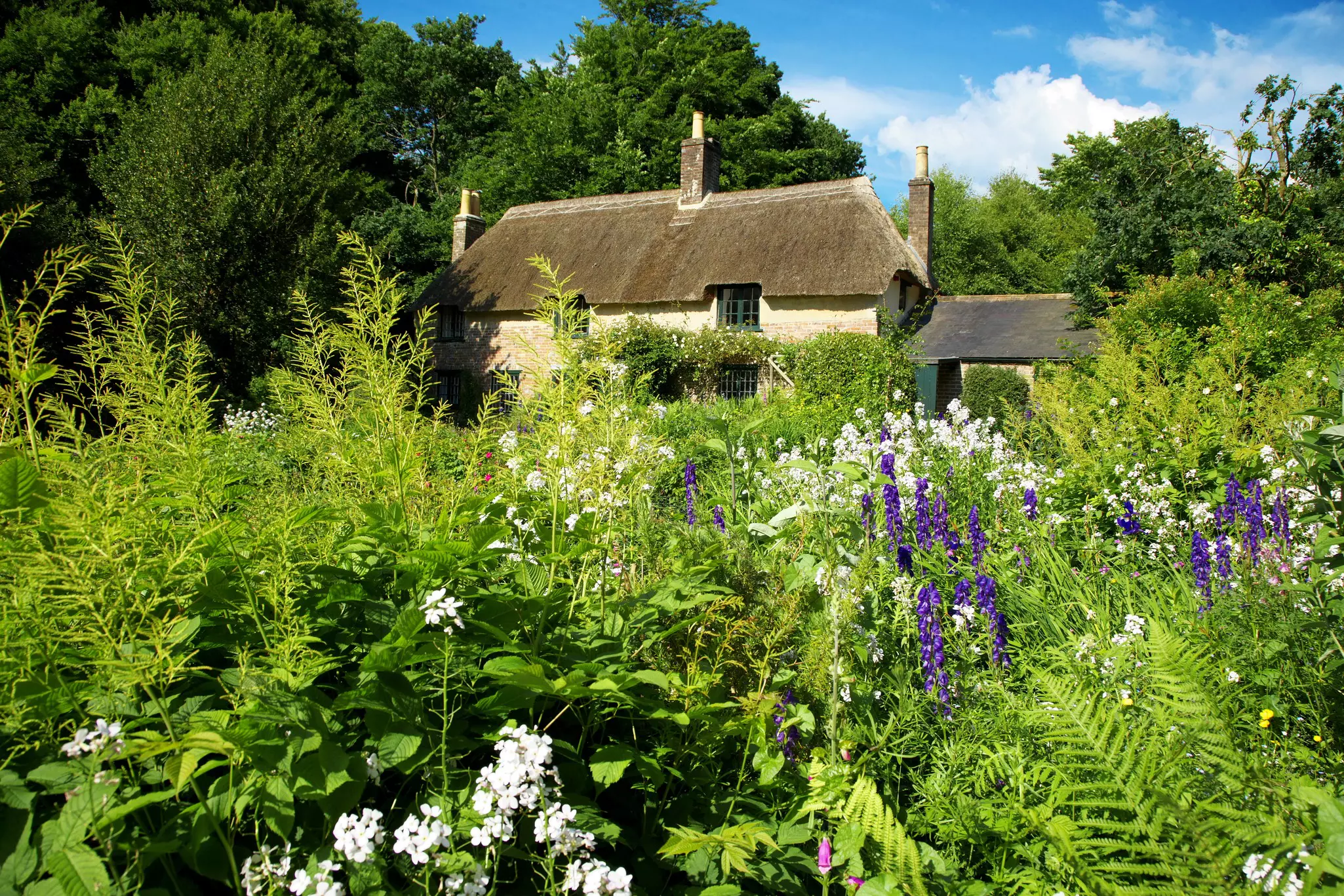 A cottage with a thatched roof is seen in a garden planted with white and purple flowering bushes, Dorset, England