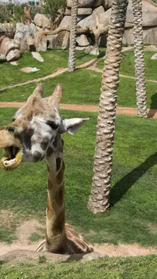 Valencia's Bioparc and Oceanografic are a respite from the urban center.