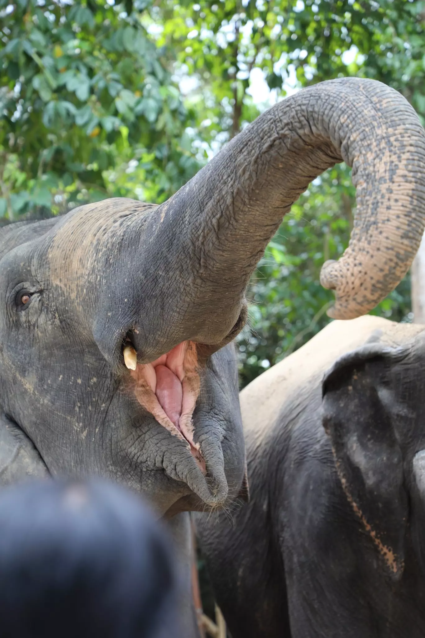 An Asian elephant in the Kulen Elephant Forest with its mouth wide open eating using its trunk - Cambodia,