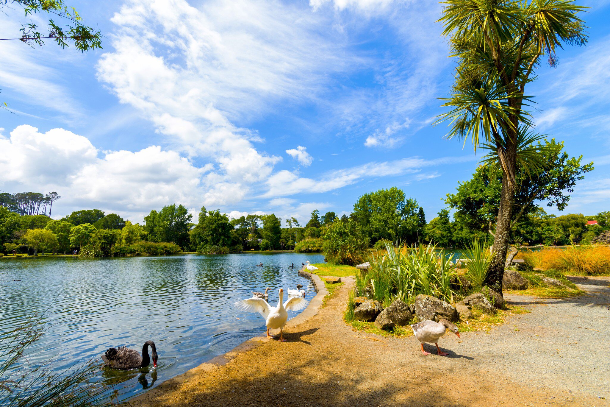 Ducks and black swans by the lake at Western Springs Park on a sunny day in Auckland, New Zealand.