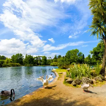 Ducks and black swans by the lake at Western Springs Park on a sunny day in Auckland, New Zealand.