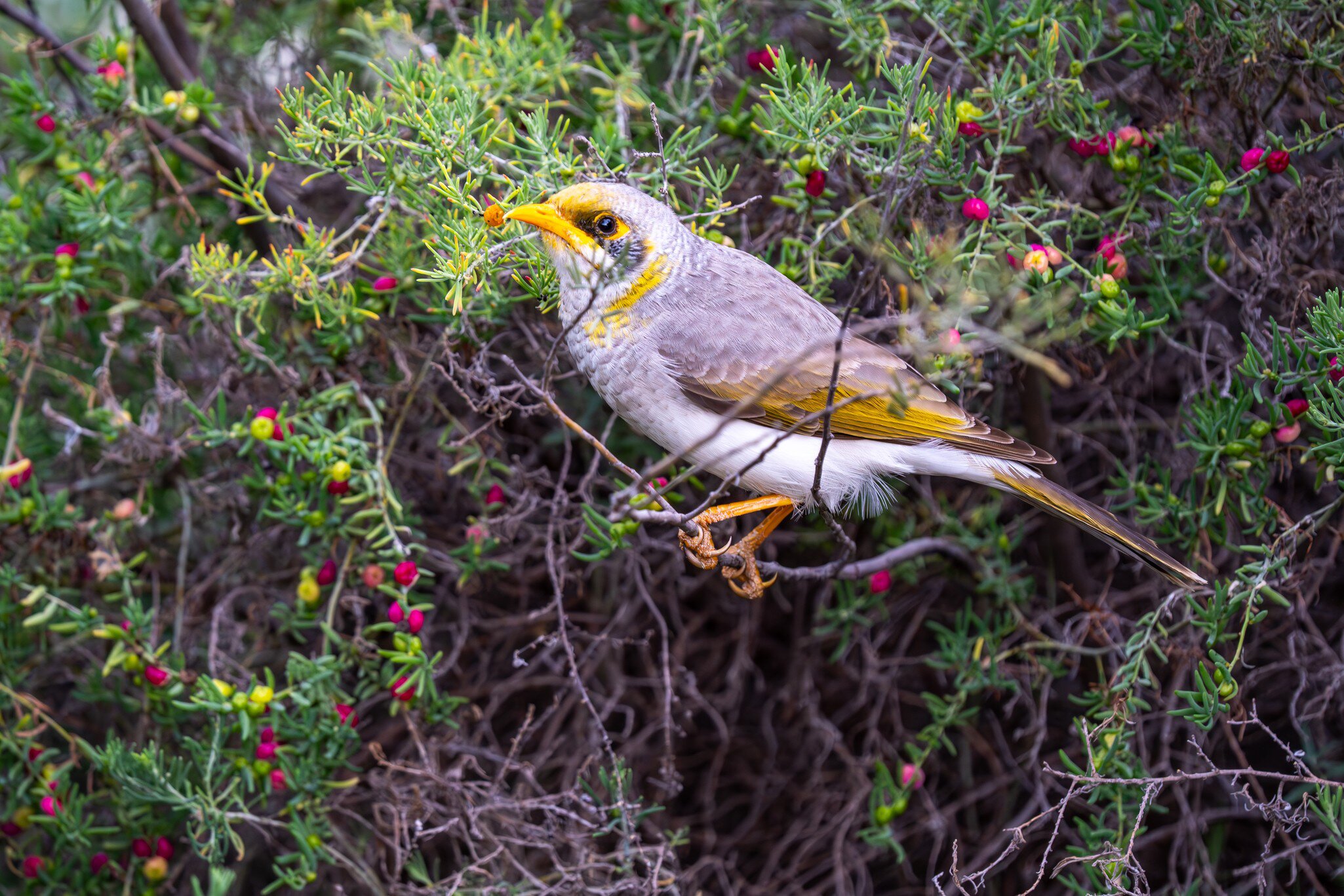 White-plumed honeyeater in the Olive Pink Botanic Garden, Alice Springs, NT, Australia.