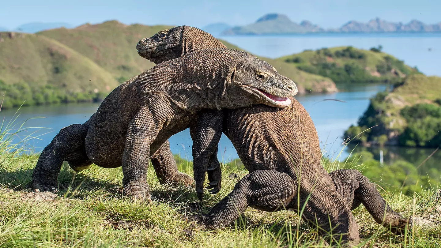 Two komodo dragons fight on a grassy cliff above an inlet in Indonesia.