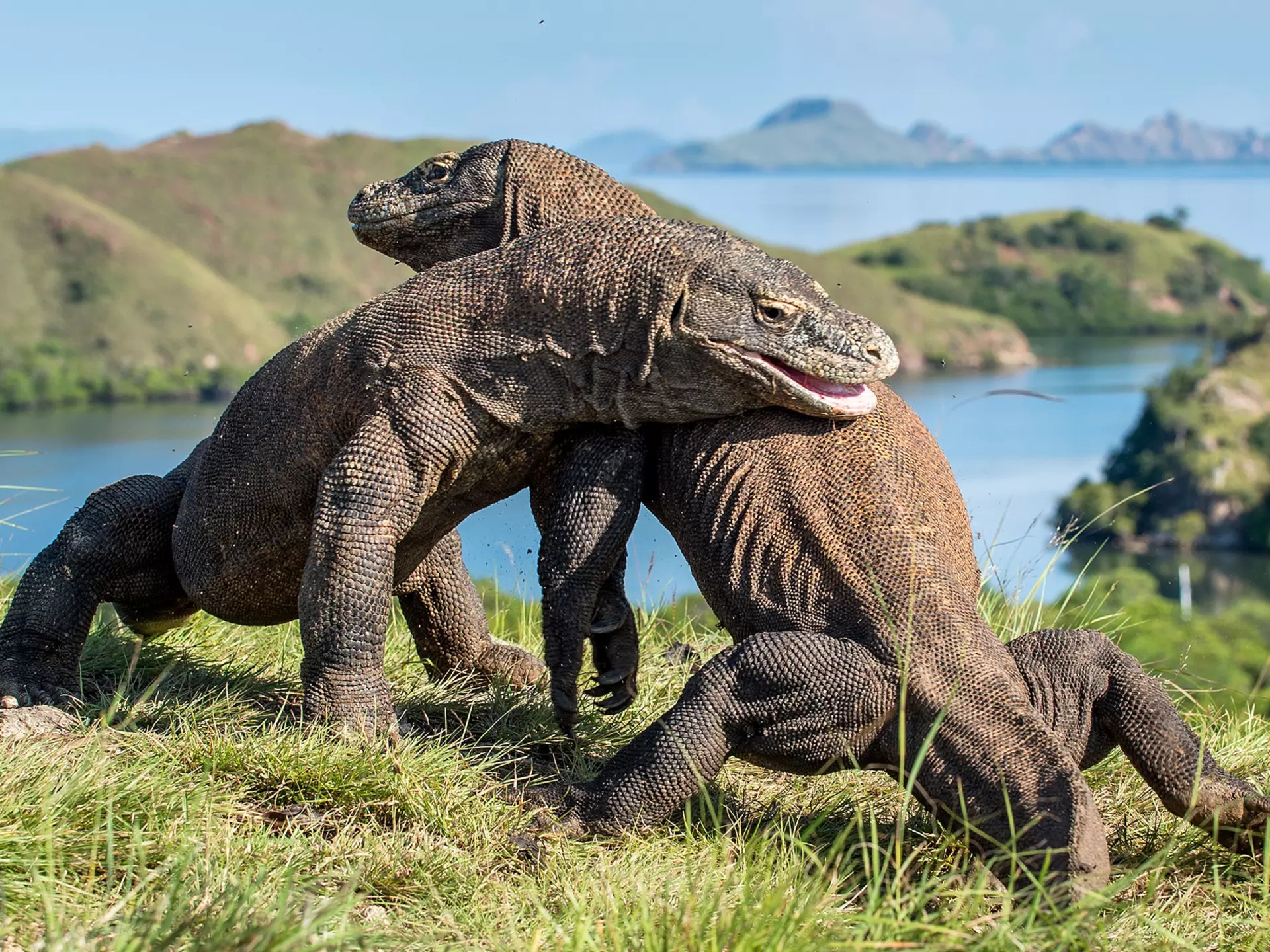 Two komodo dragons fight on a grassy cliff above an inlet in Indonesia.