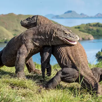 Two komodo dragons fight on a grassy cliff above an inlet in Indonesia.