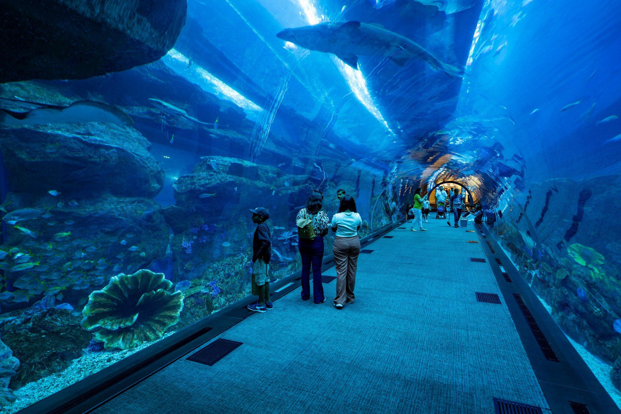 Dubai, UAE  - August 18, 2023: The Dubai Aquarium and Underwater Zoo.  License Type: media  Download Time: 2024-05-29T06:32:21.000Z  User: claramonitto  Is Editorial: Yes  purchase_order:   