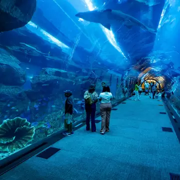 Dubai, UAE  - August 18, 2023: The Dubai Aquarium and Underwater Zoo.  License Type: media  Download Time: 2024-05-29T06:32:21.000Z  User: claramonitto  Is Editorial: Yes  purchase_order:   